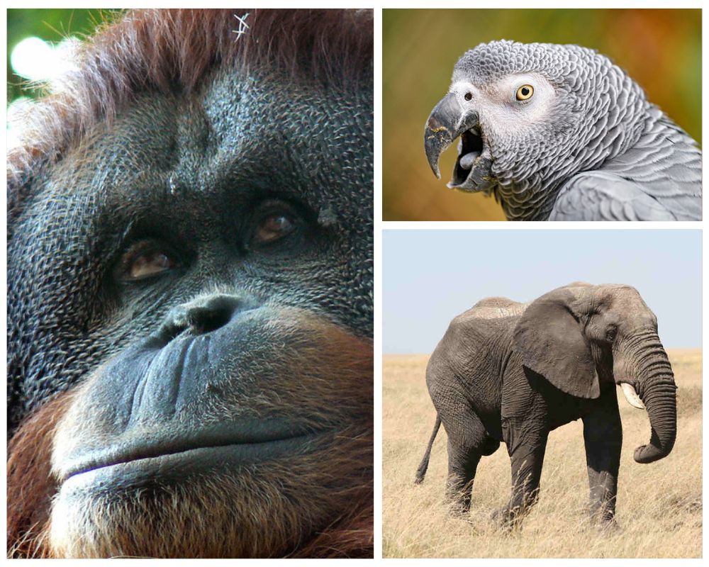 Top 10 Smart Intelligent Animals in the World: Unveiling Nature’s ...